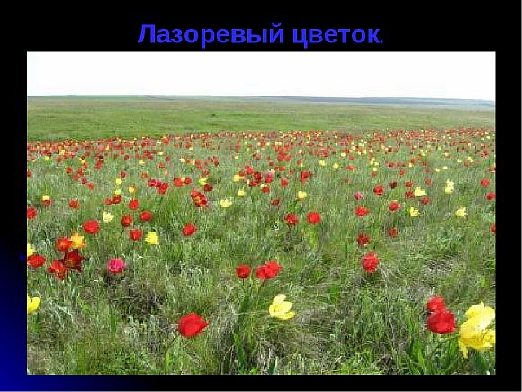 Лазоревый цветок