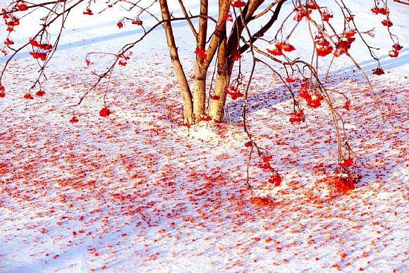 Увы, природа позабыла краски