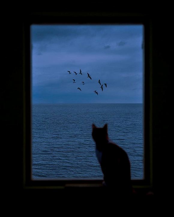 Украли сердце у кота