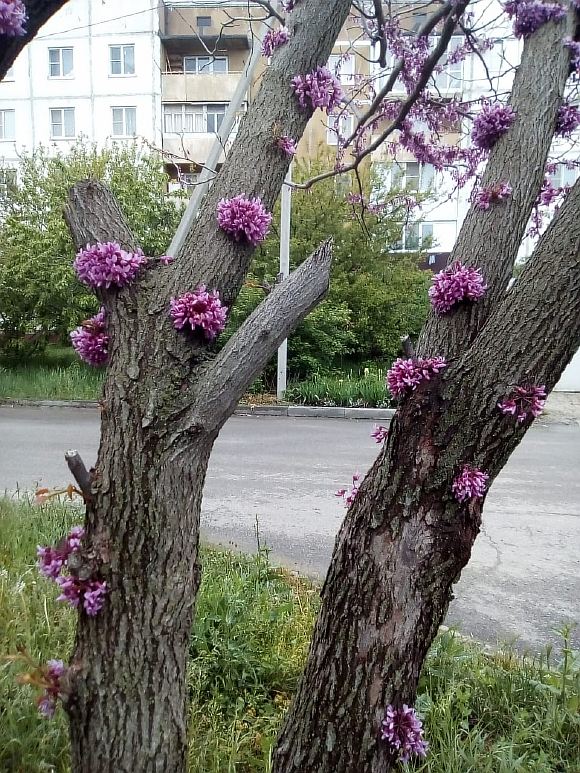 НЕ ВИДЕЛ ЖИЗНИ Я СОВСЕМ...