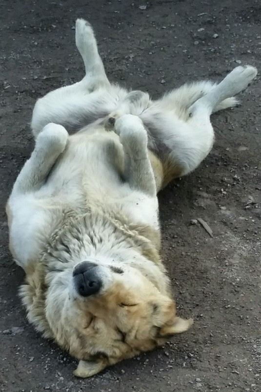 Немного о собаке