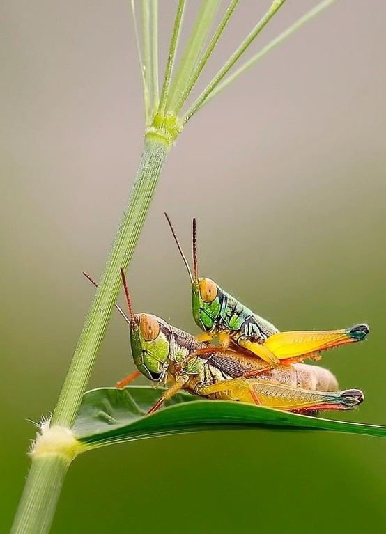 Кузнечик