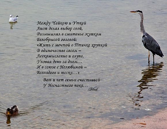 Между Чайкою и Уткой