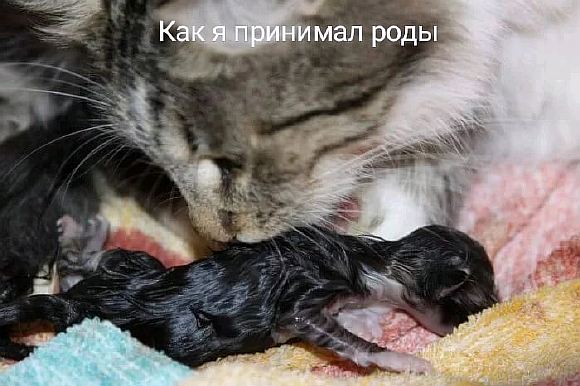 Как я принимал роды
